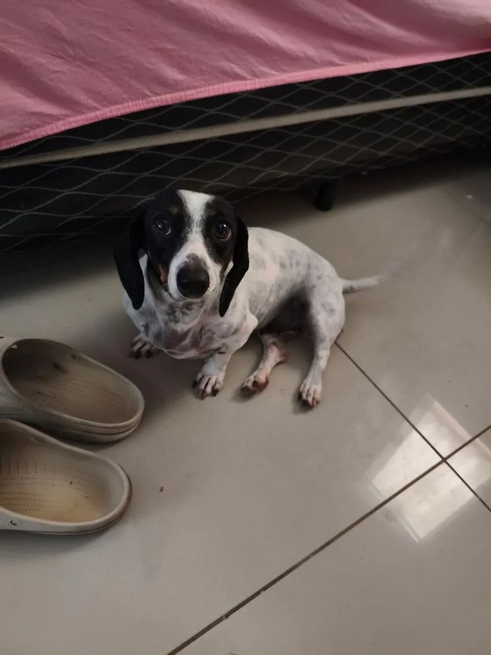 FILHOTES PURO Dachshund (COFAP LINGUICINHA) - Foto 4