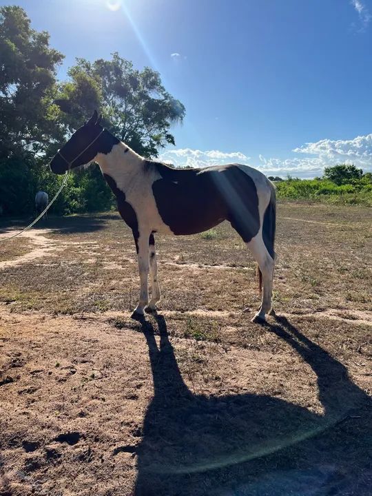 Potra á venda  - Foto 4
