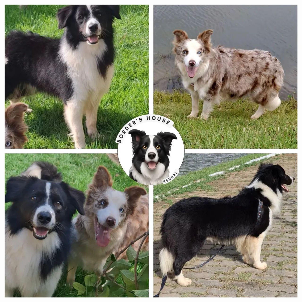Border Collie insta @border.collie.br