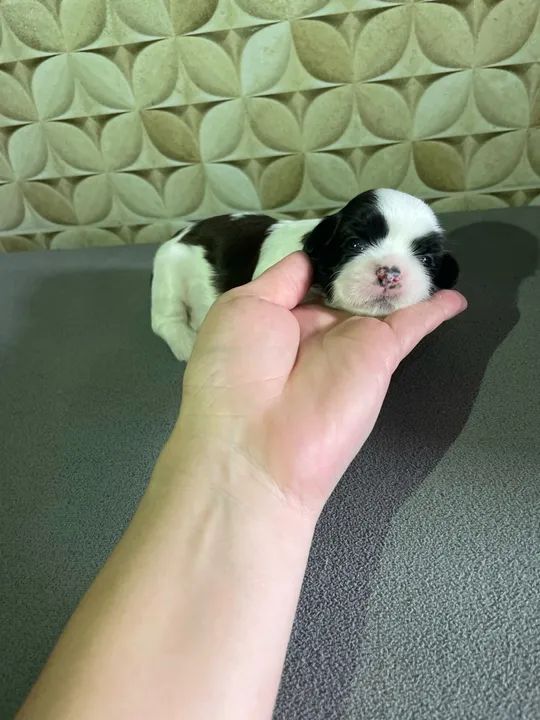 Filhote Shih Tzu - fêmea disponível