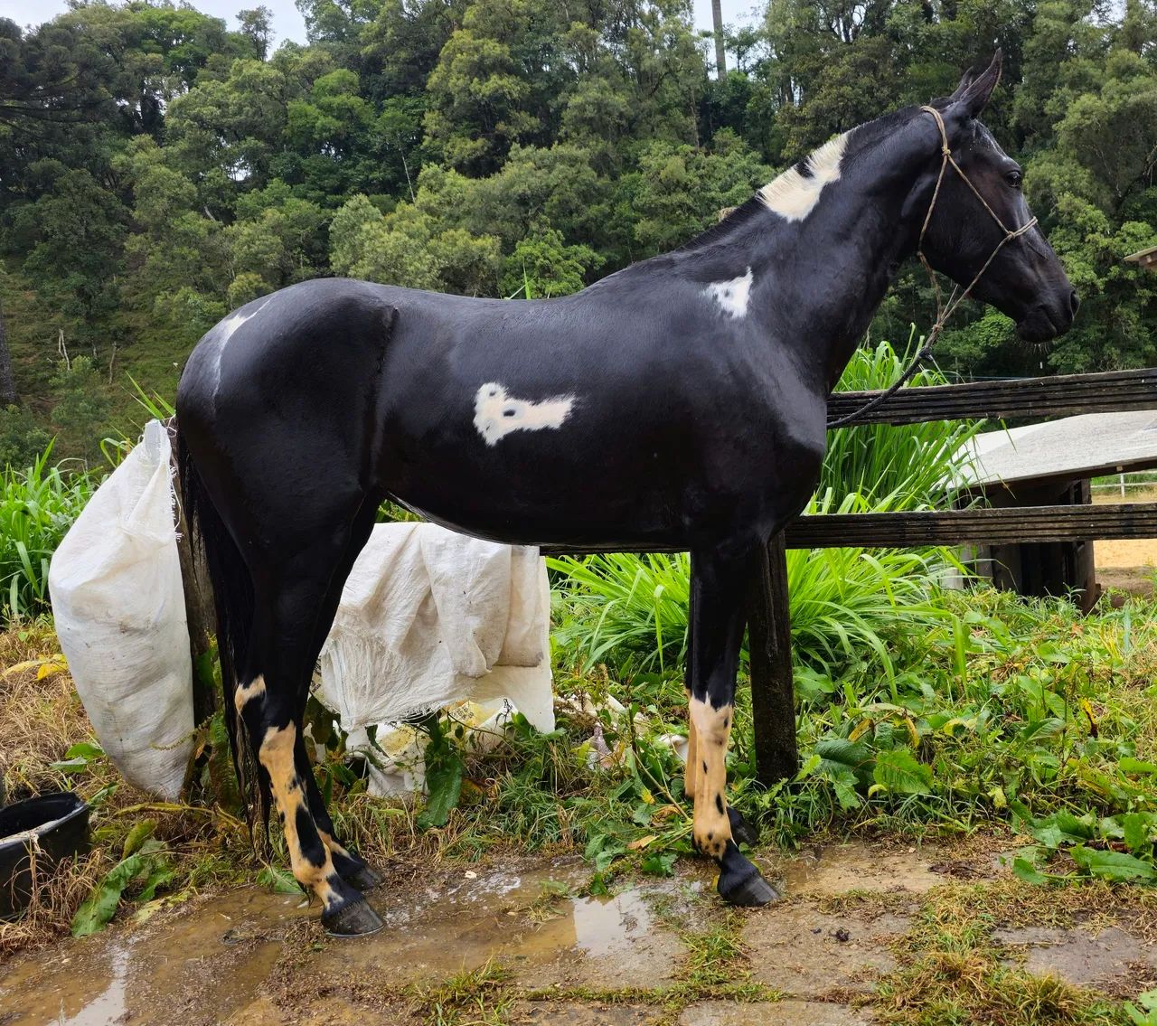 Égua  Mangalarga Marchador - Foto 4