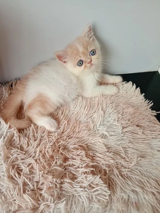 Gatinho Persa com olhos azu - Foto 2