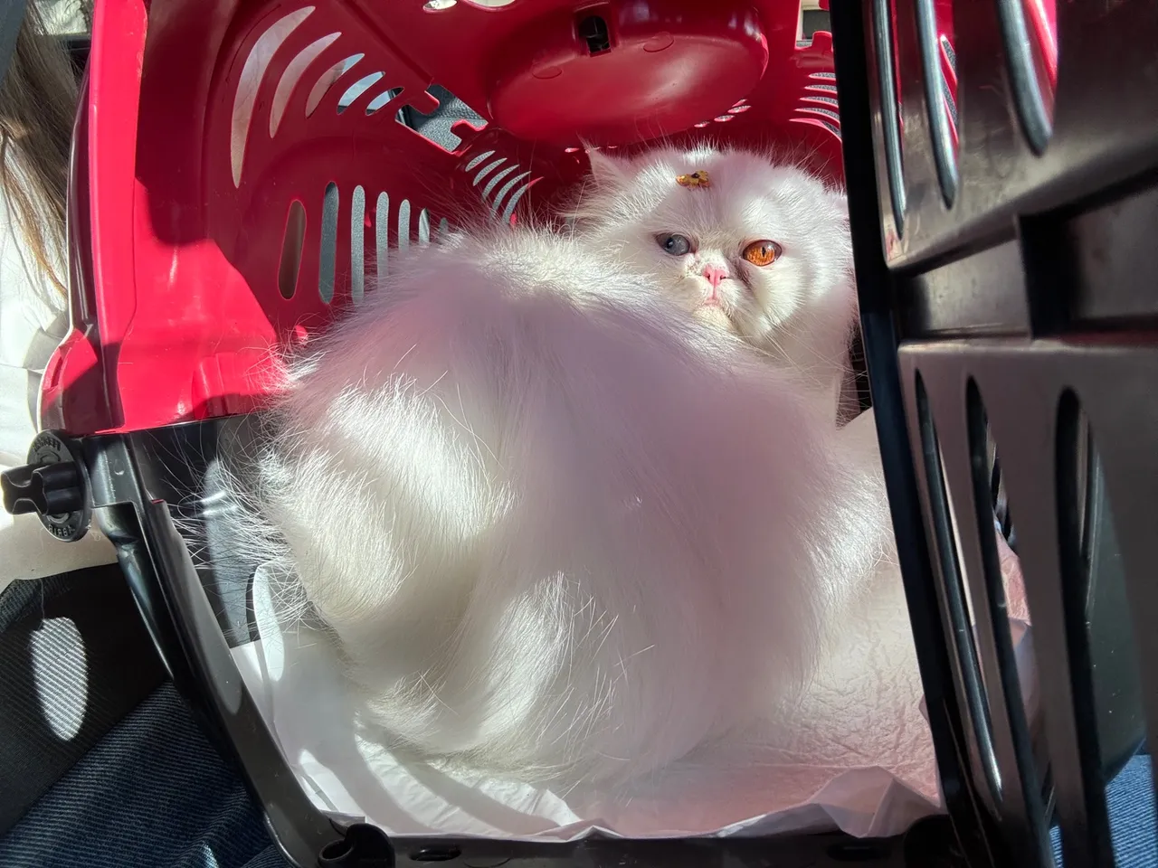 Gata persa branca procura namorado