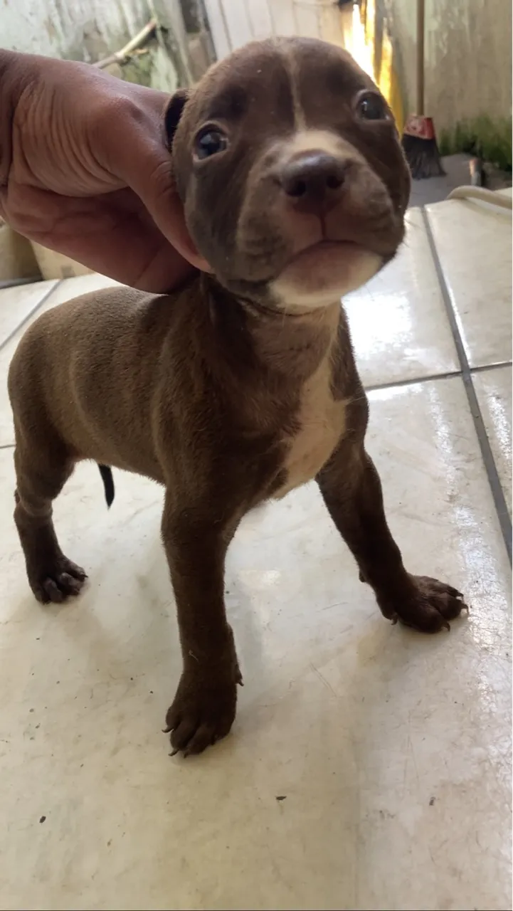 Filhote de Pitbull - Brown