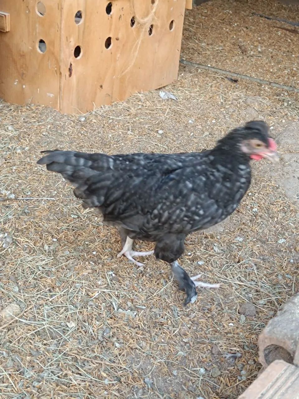 Frango garnise  - Foto 2