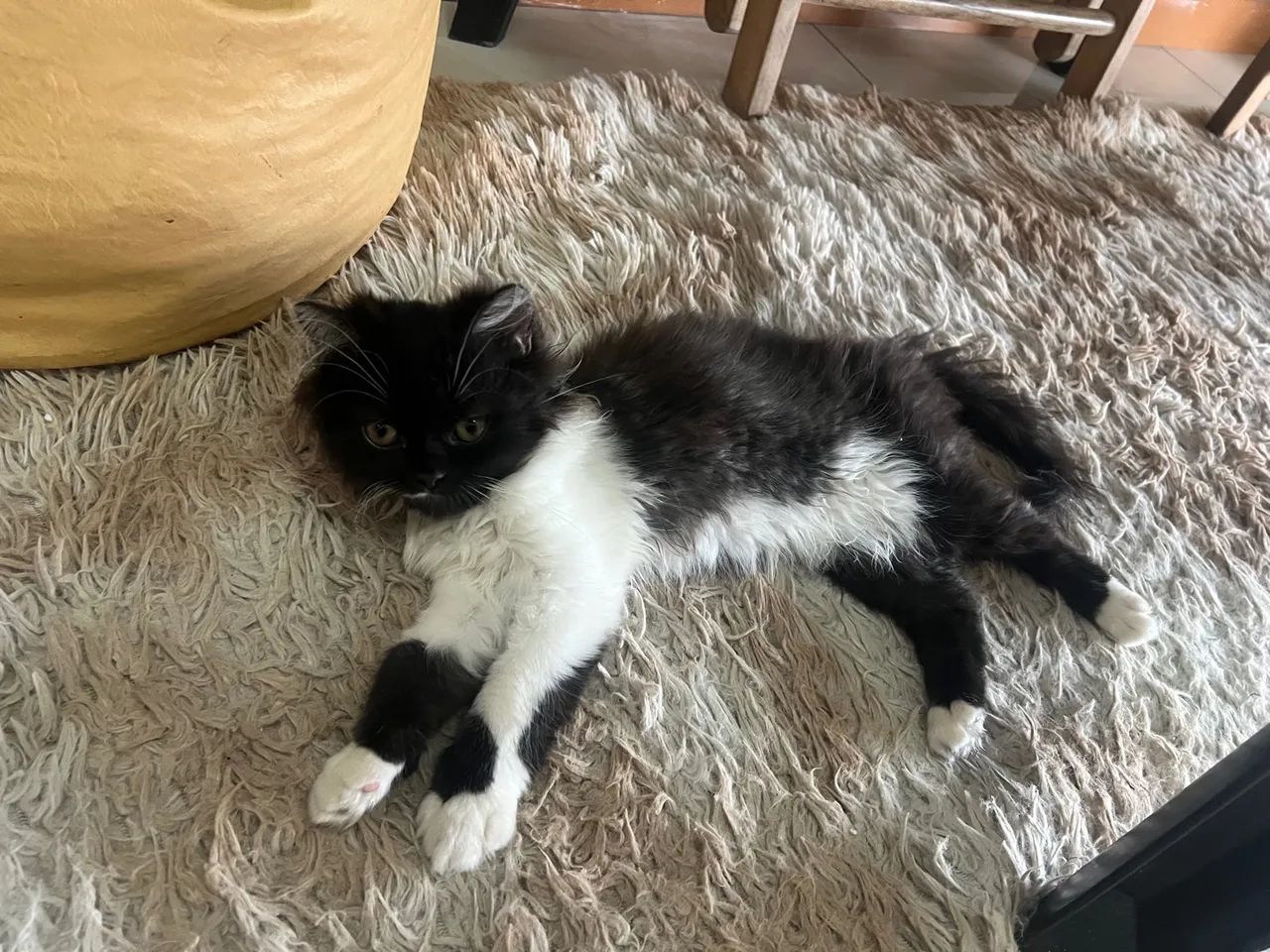 Gato persa  - Foto 4