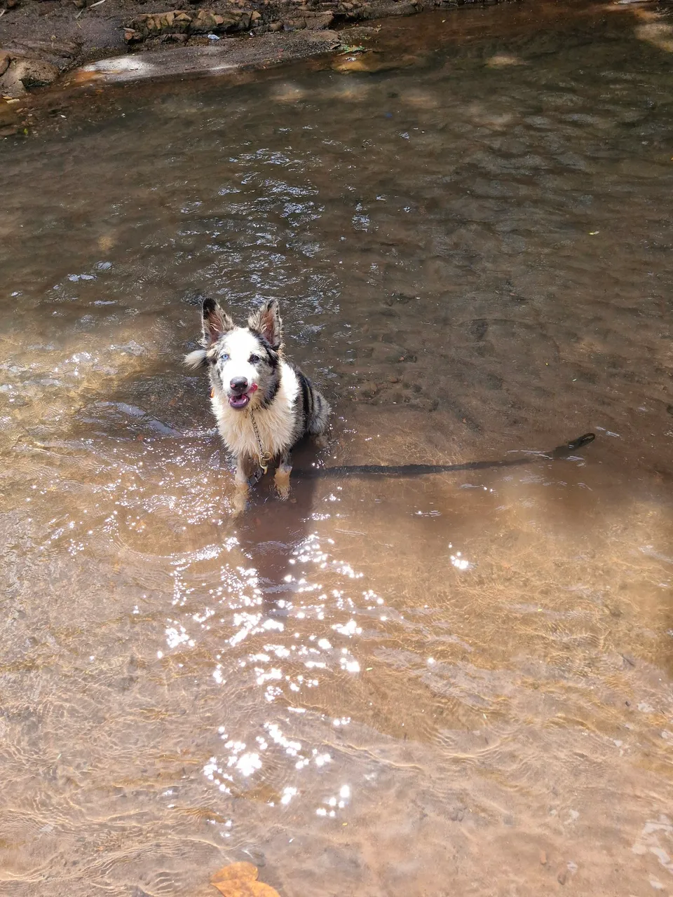 Border Collie Macho