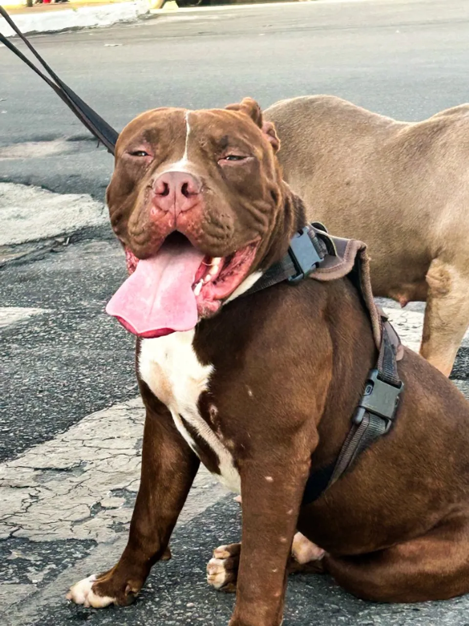 American Bully XL / Pitmonster F1