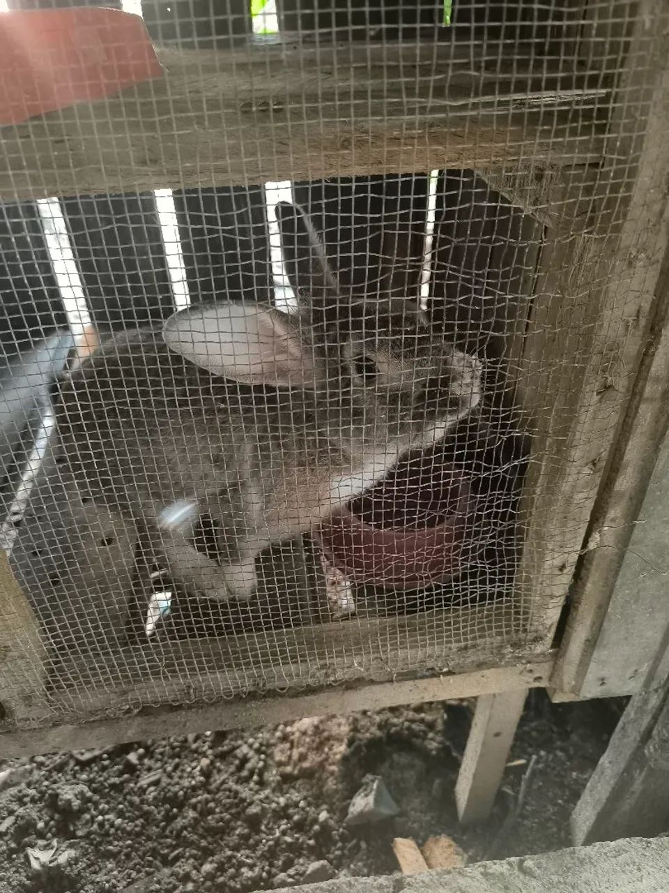 Vendo coelho 