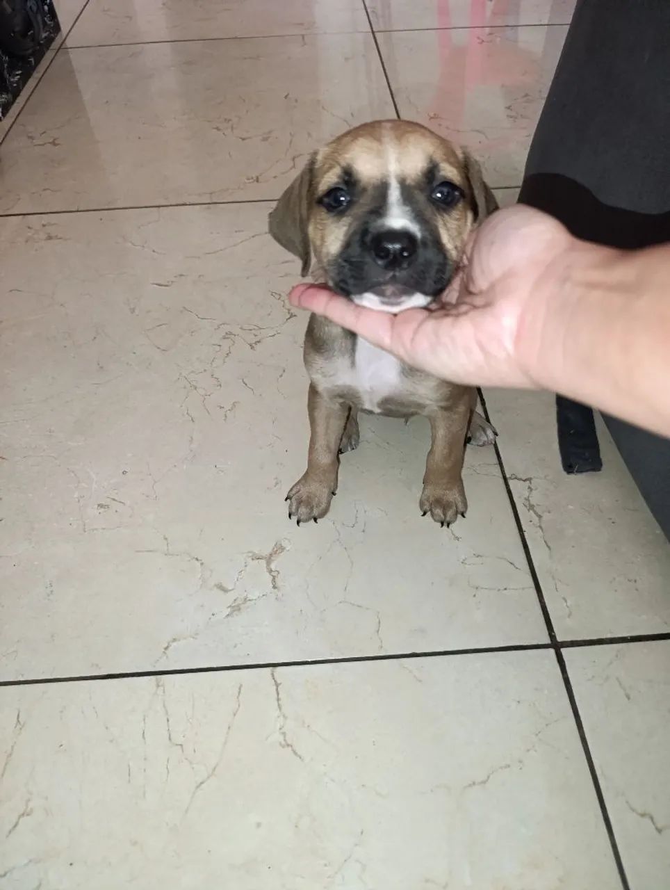 Vendo filhote 300,00  - Foto 4