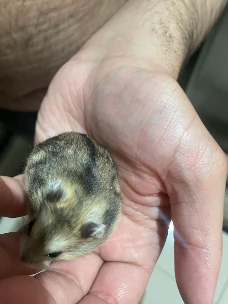 Hamster  - Foto 2