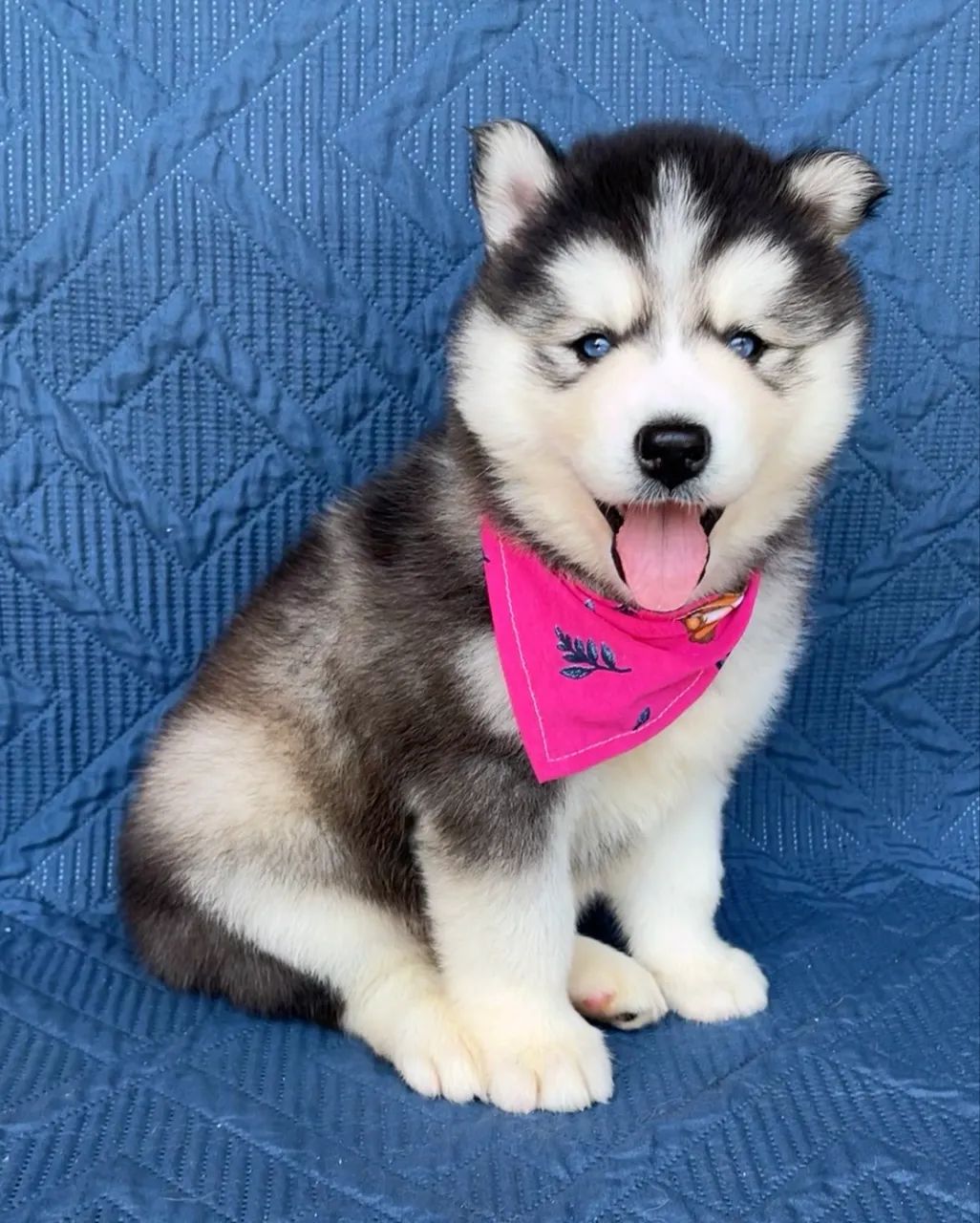 Husky Siberiano 