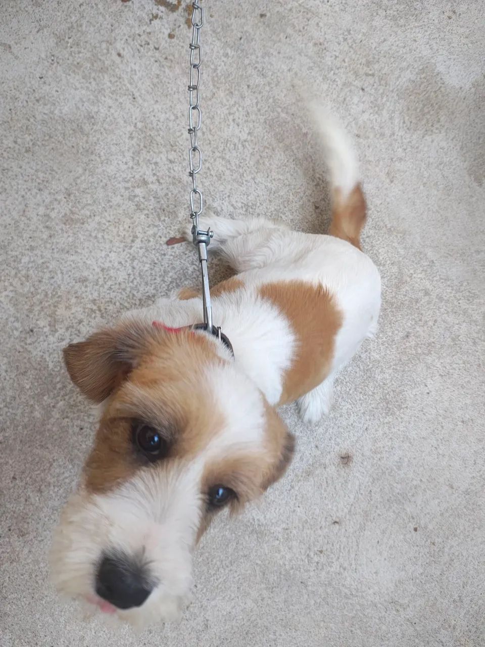 Doação cachorro  - Foto 3