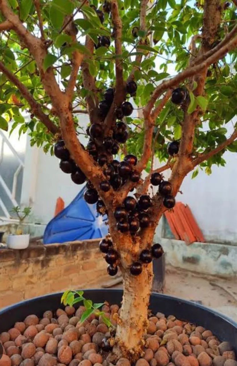 Mudas Frutíferas e ornamentais  - Foto 2