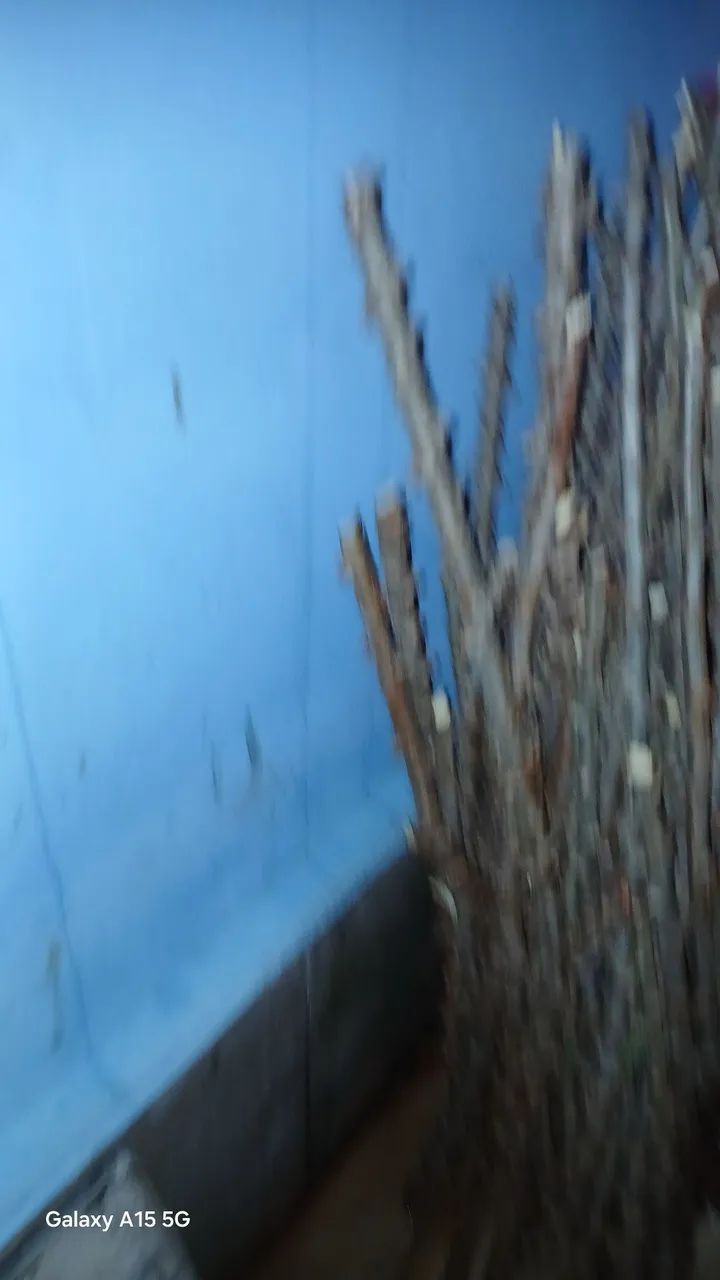 Vendo se semente de mandioca  - Foto 3