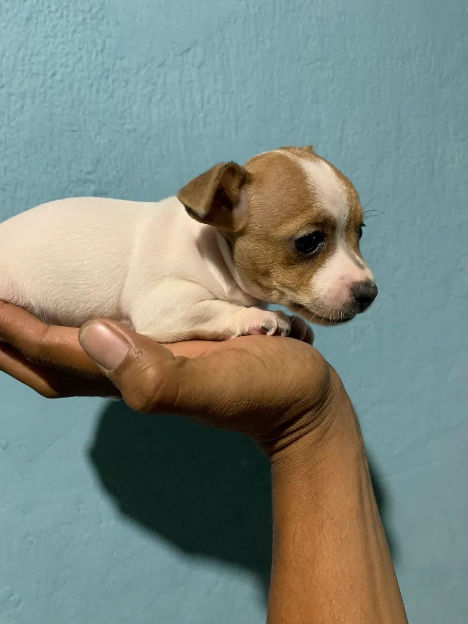 Pinscher macho  - Foto 5