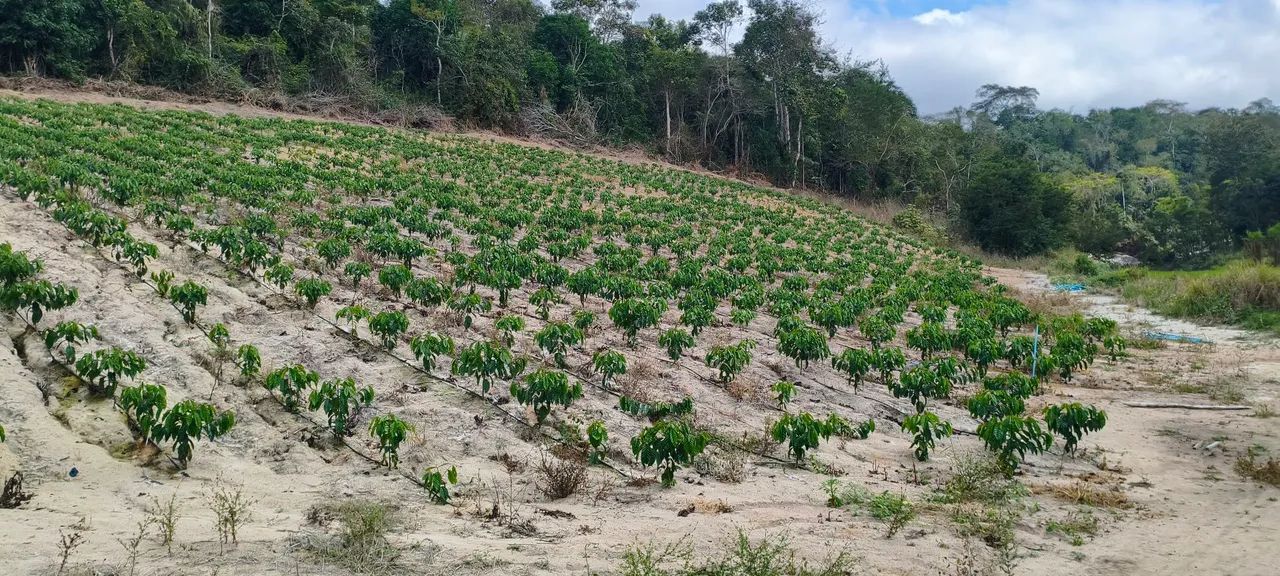Sítio/terreno em produção  - Foto 5