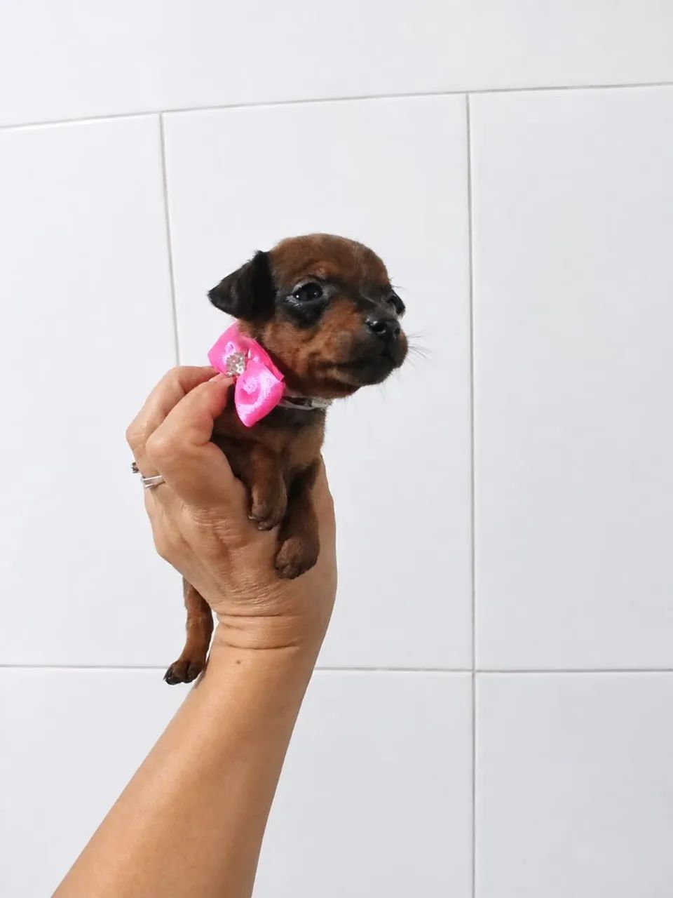 Pinscher ZERO micro de bolso  - Foto 2
