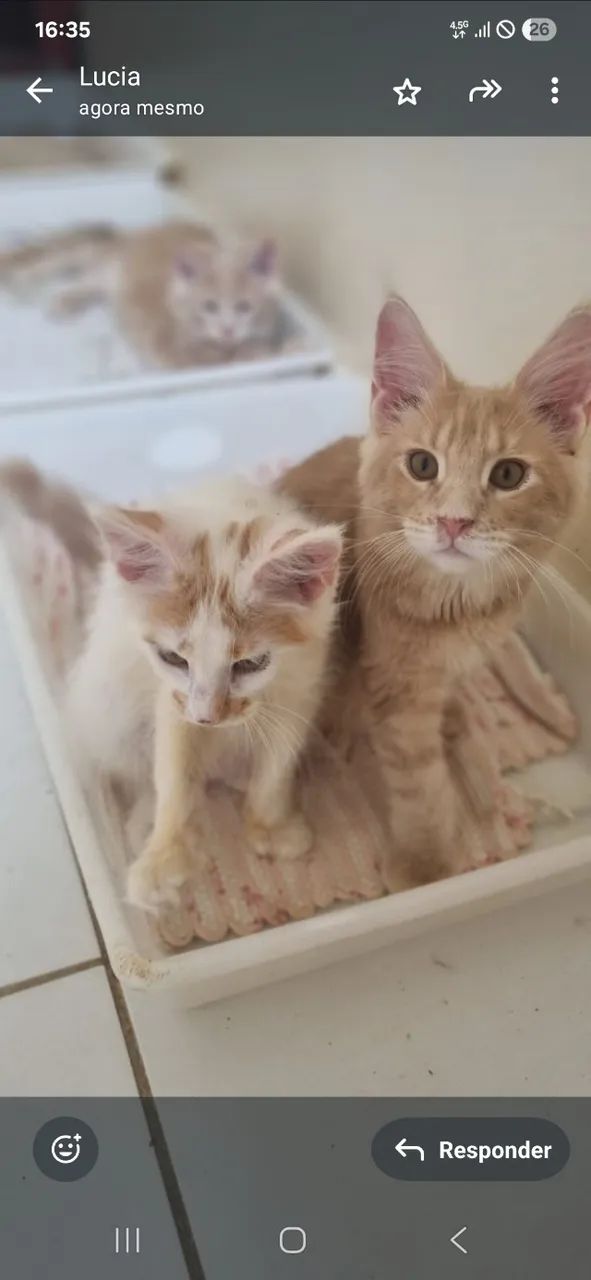 Gatil Manie Cats- Vendo Filhotes de Maine Coon  - Foto 3