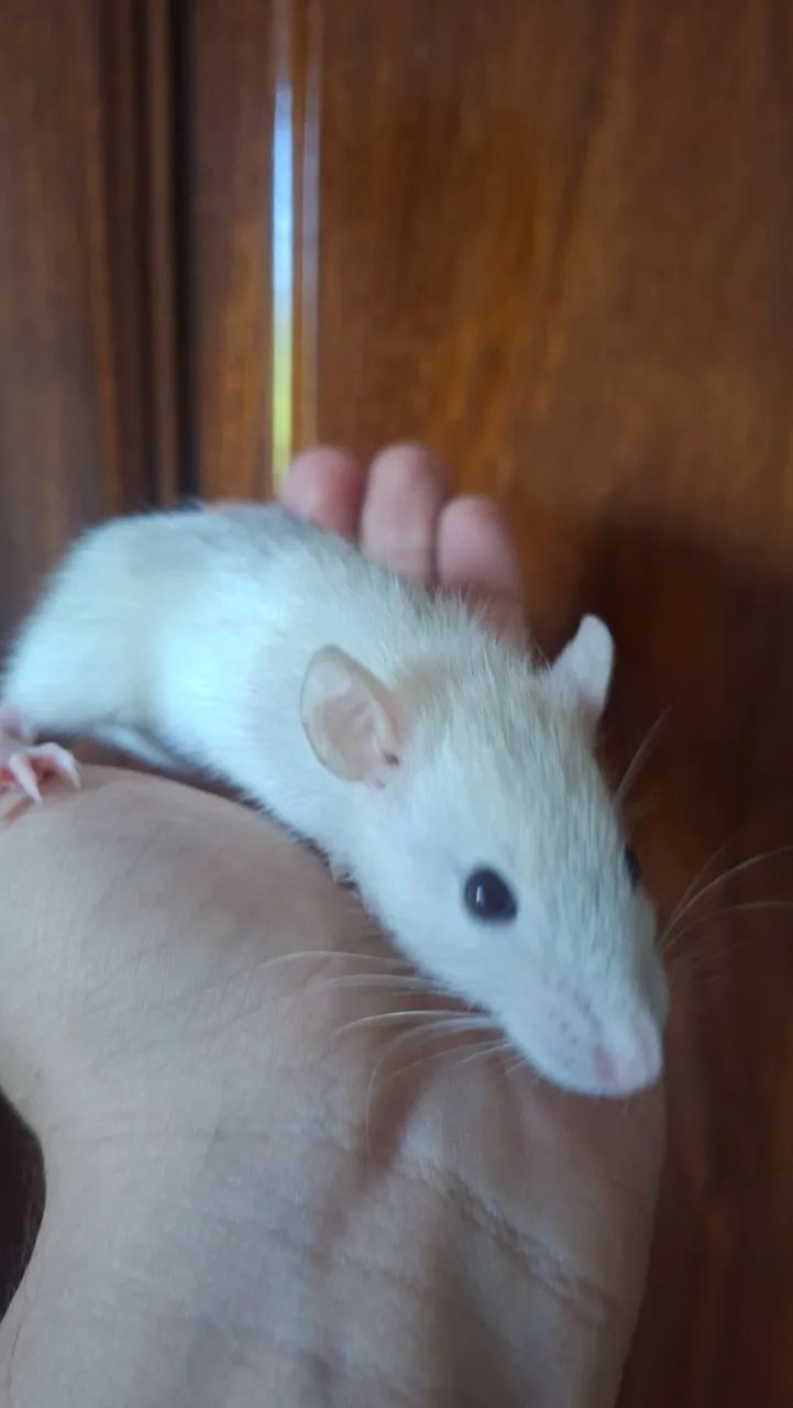 Rato twister  - Foto 4