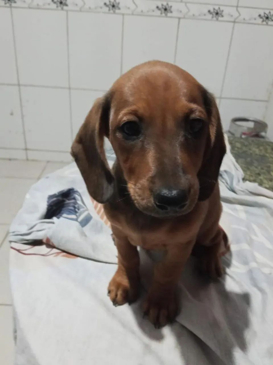 Salsichinha - Foto 5