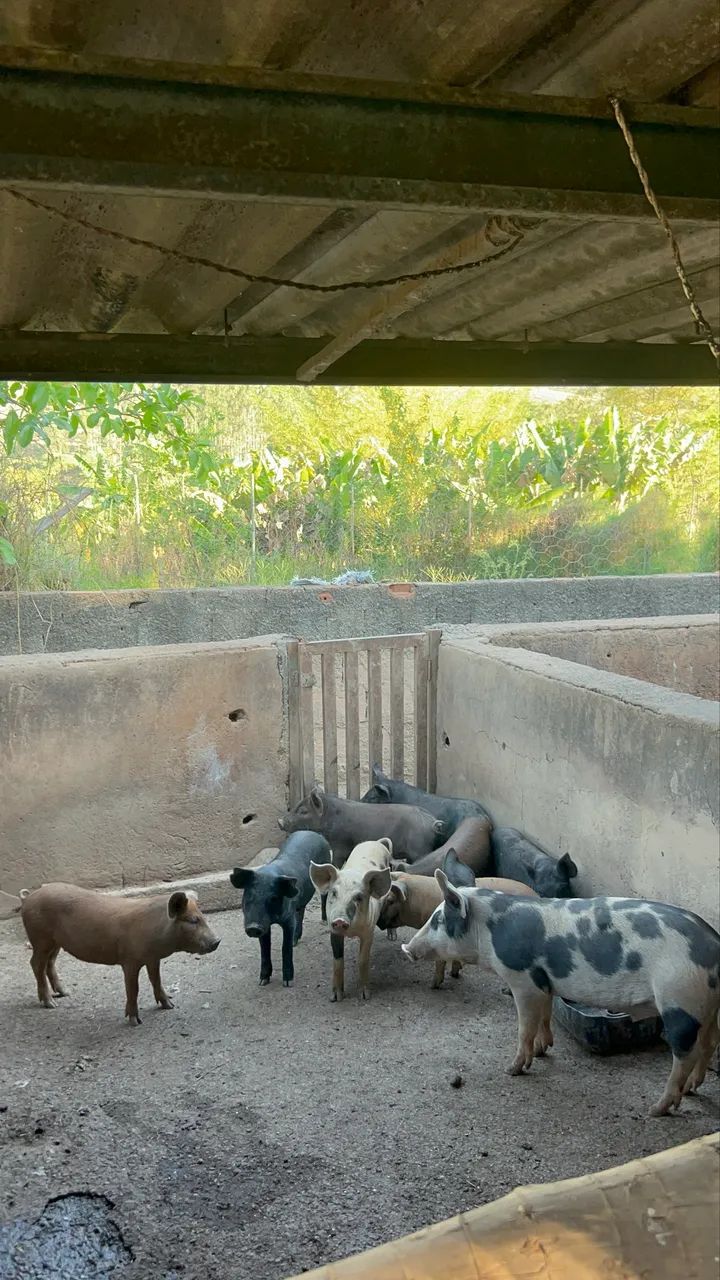 Leitoa e Leitão Caipira - Foto 4