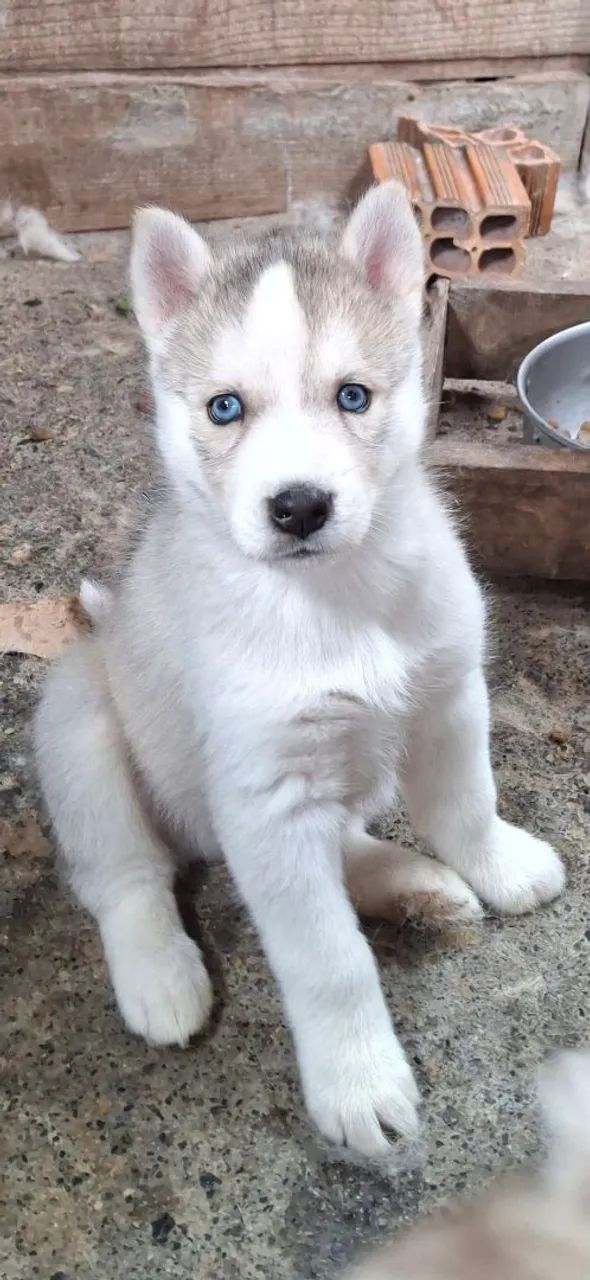 filhotes  de husky siberiano  - Foto 4