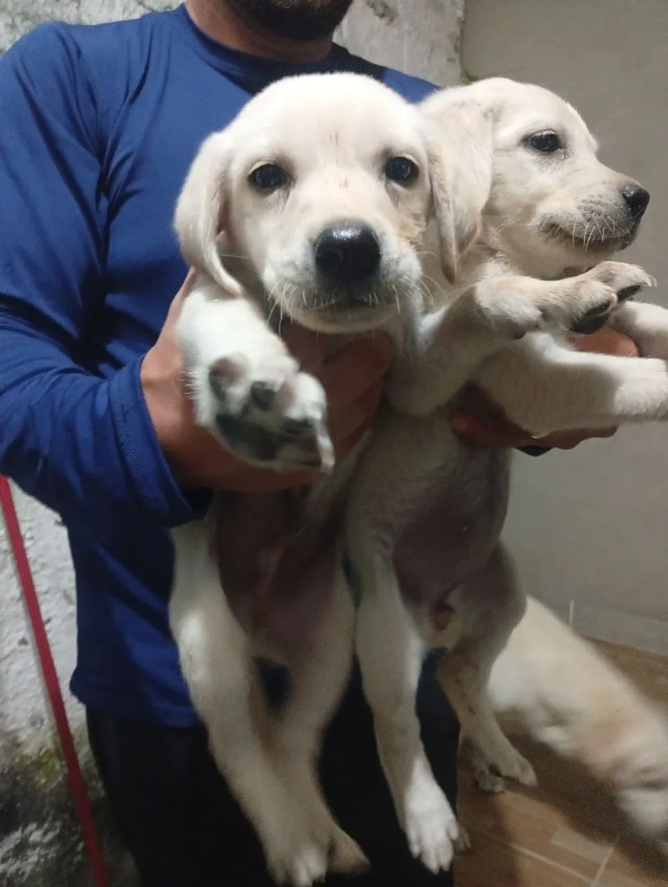 Labrador Retriever  - Foto 3