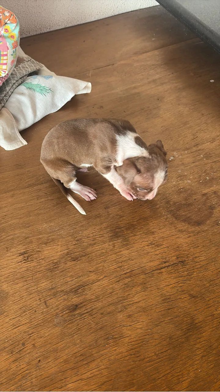 Filhotes pitbull - Foto 3