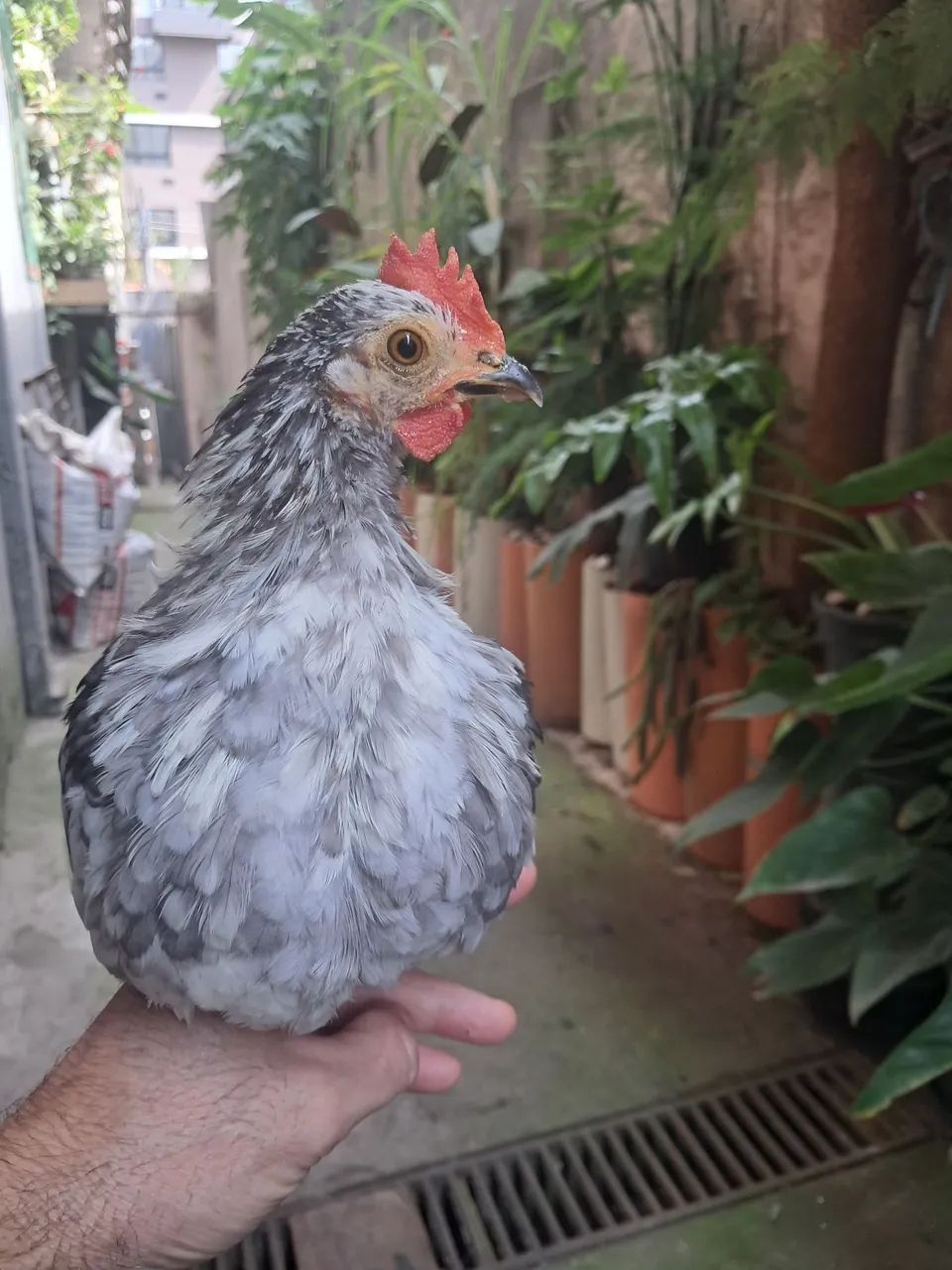 Disponível um micro garnizer suro macho  - Foto 2