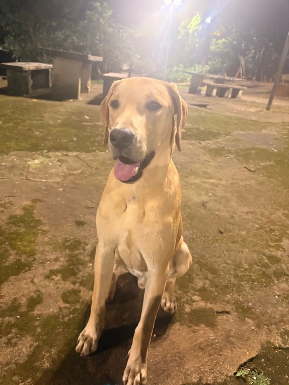 Doação cachorro  - Foto 3