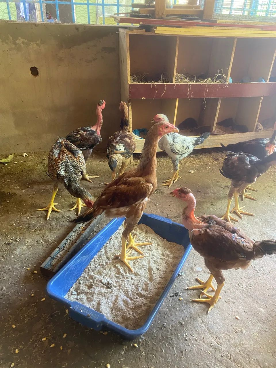 Frangos índios gigantes  - Foto 6