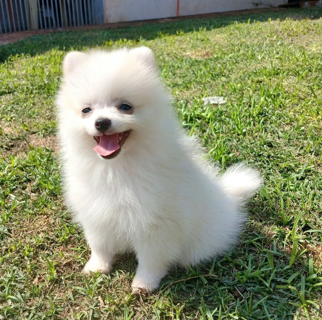 Filhotes de spitz alemão machos  - Foto 2