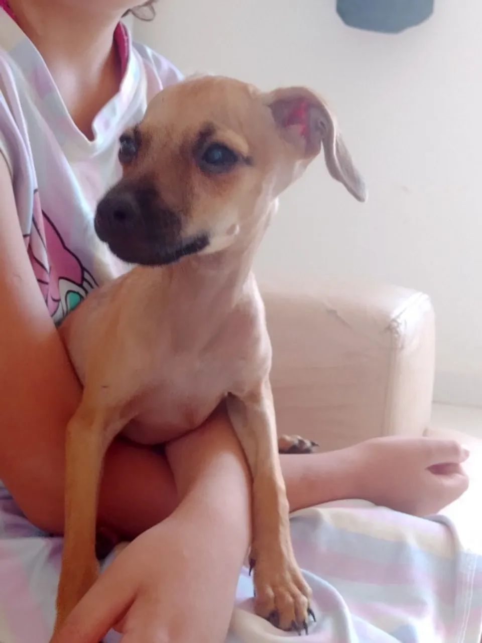 Cachorros para doação  - Foto 4
