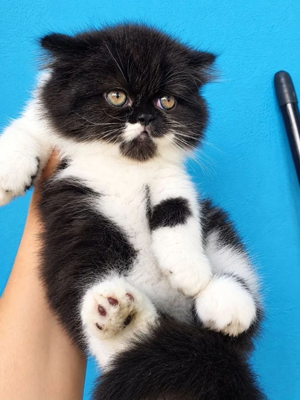 Gato persa - Foto 3