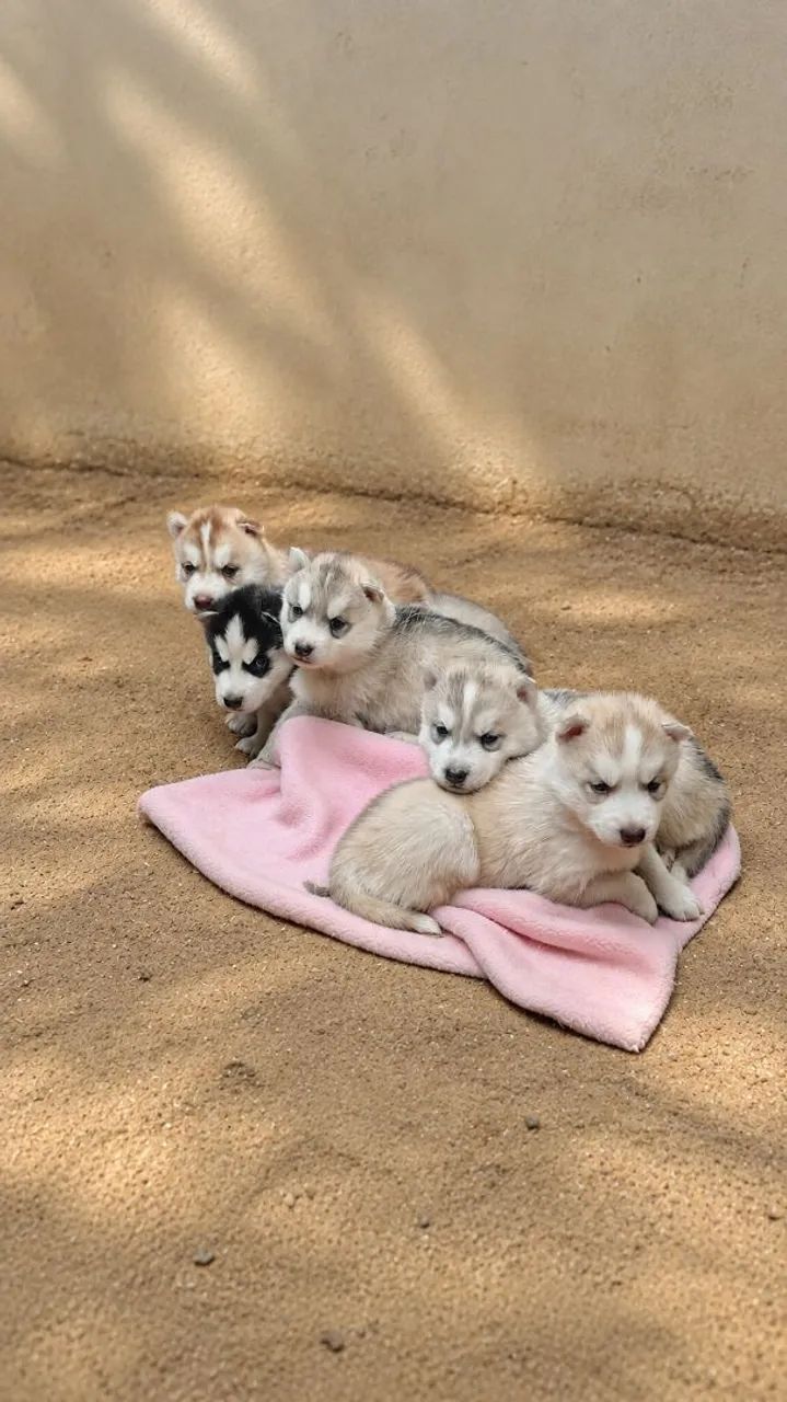 Husky Siberiano 