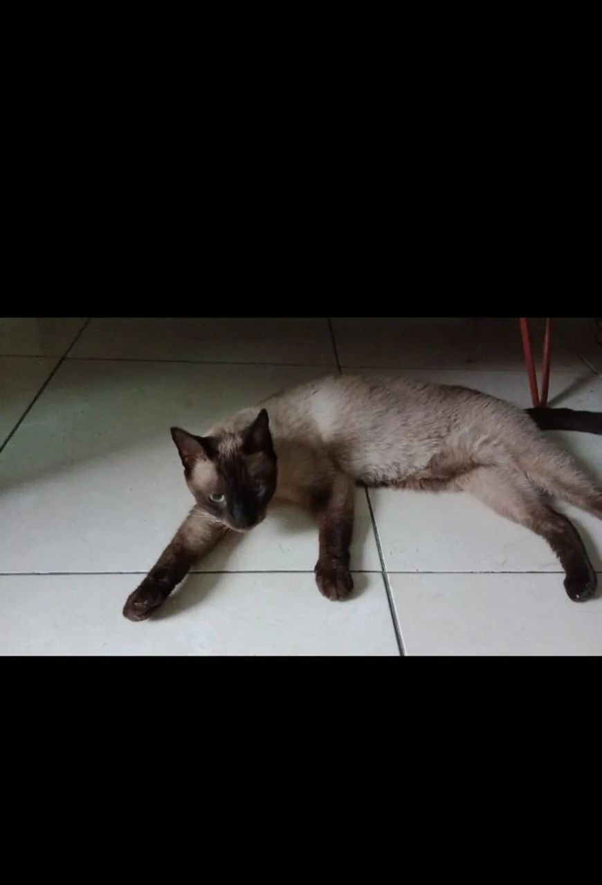 Gato siamês  - Foto 5
