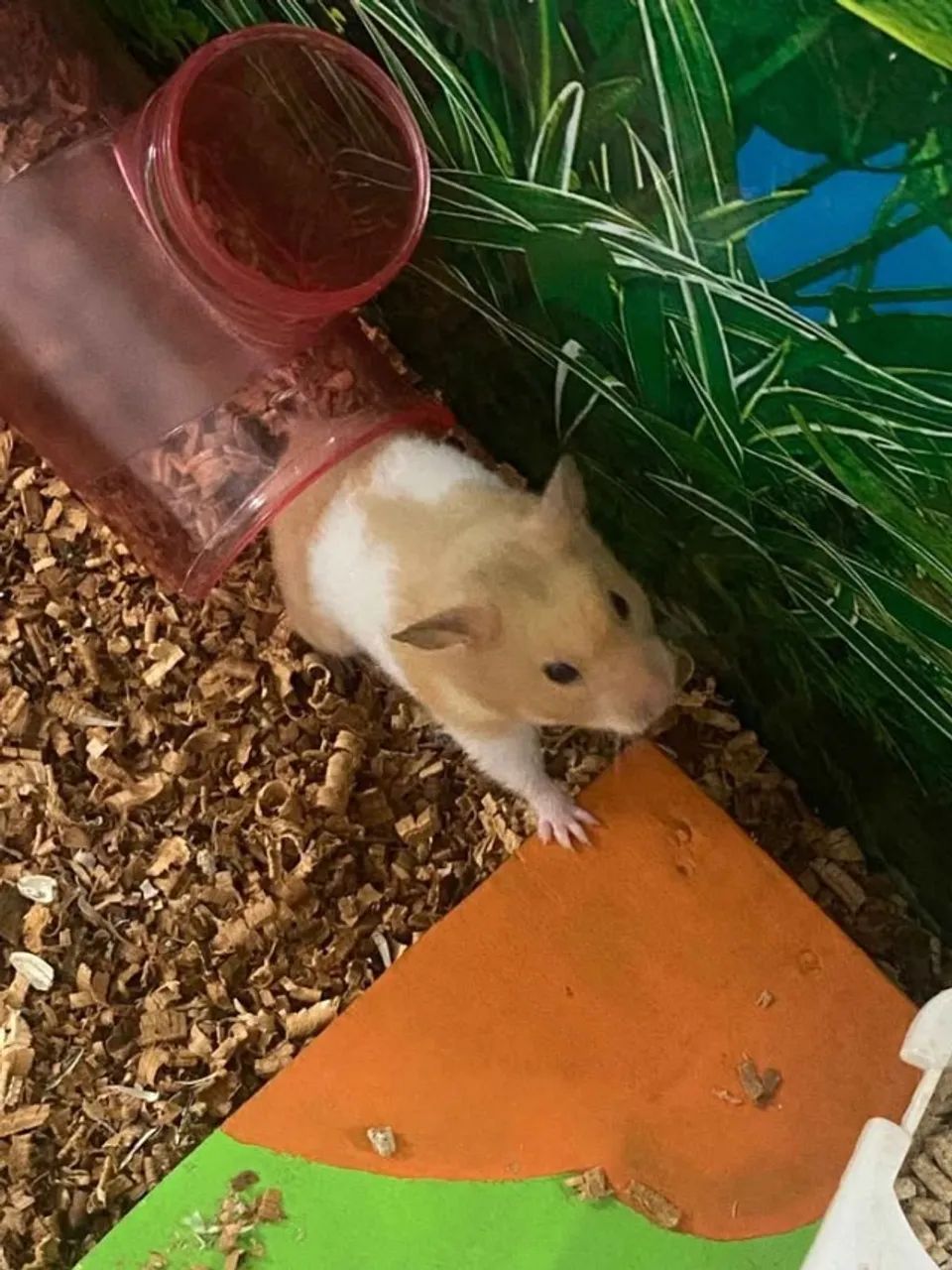 Hamster sírio - Foto 2