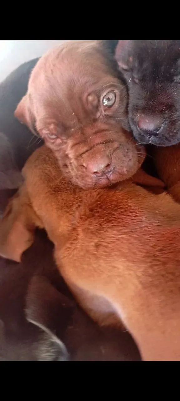 Filhotes CANE CORSO puros com 2 meses de idade 