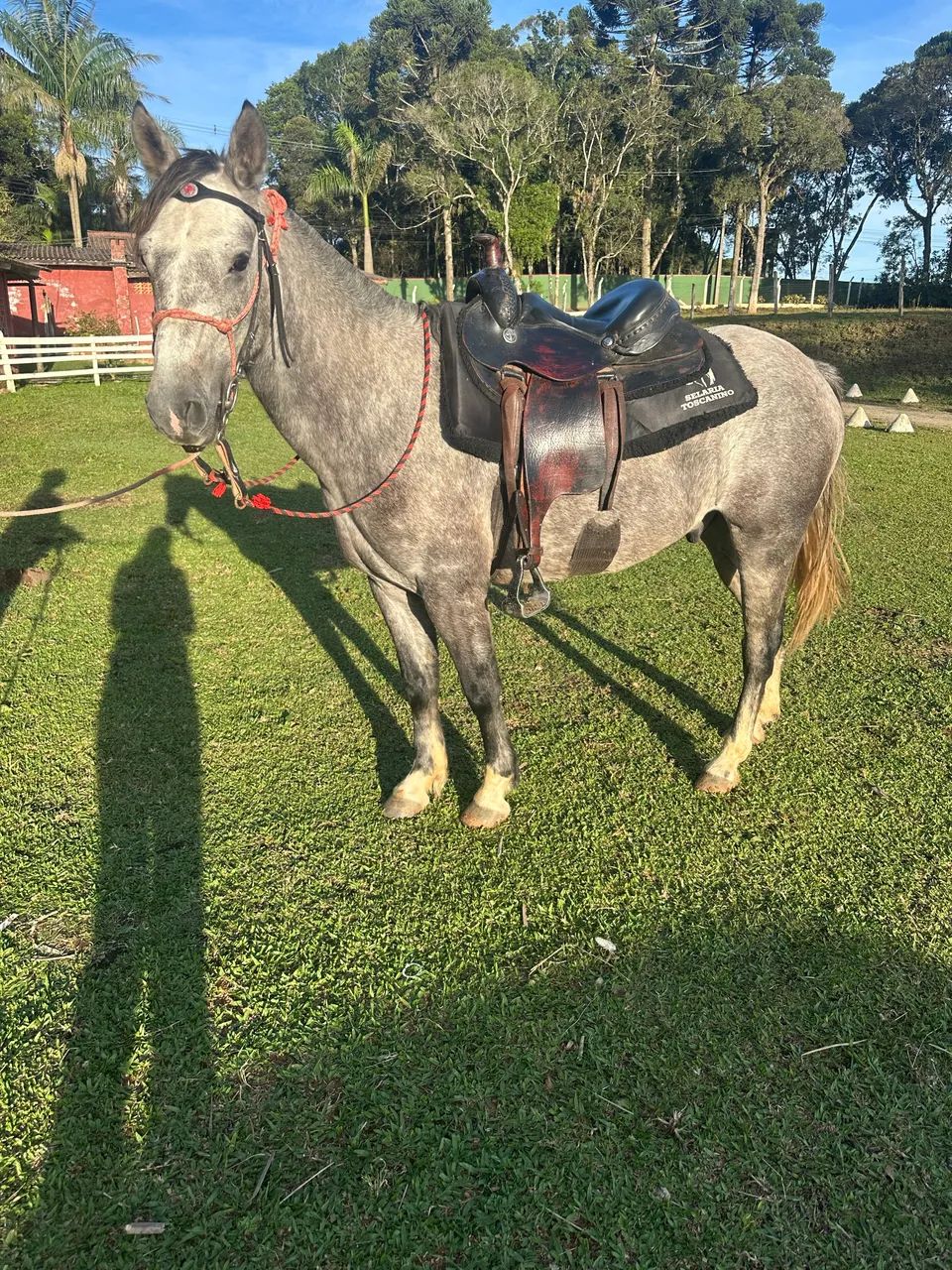Cavalo Mangalarga Mineiro - marcha picada
