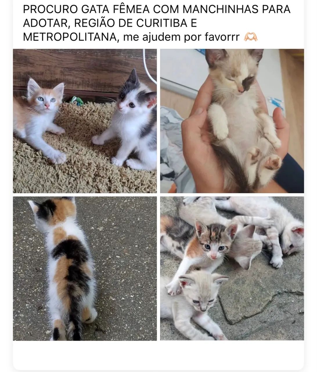 PROCURO GATA FILHOTE PARA ADOTAR