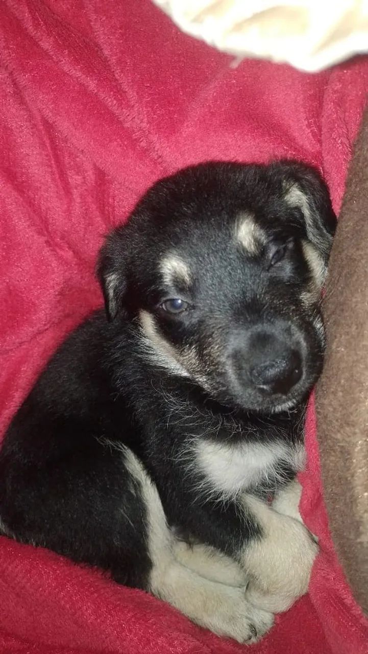 Estou doando esse cachorro - Foto 2
