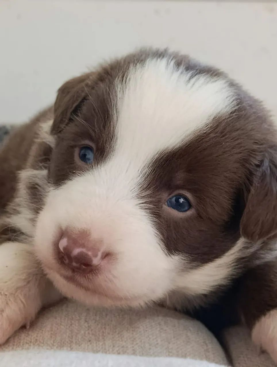 Border Collie, filhotes com cores exóticas. - Foto 5
