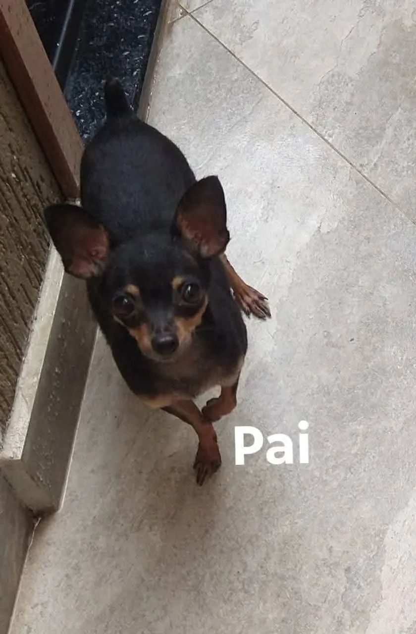 Pinscher zero  - Foto 2
