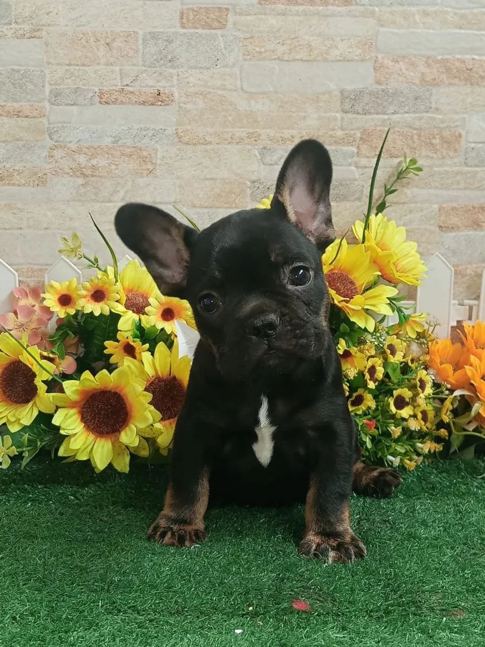 Bulldog Francês  - Foto 4
