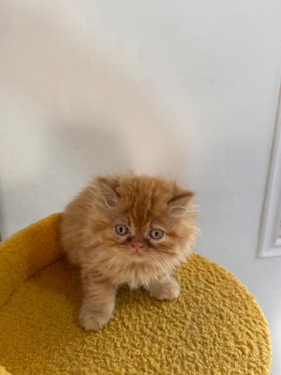 Persa Gatinhos e Gatinhas  - Foto 3