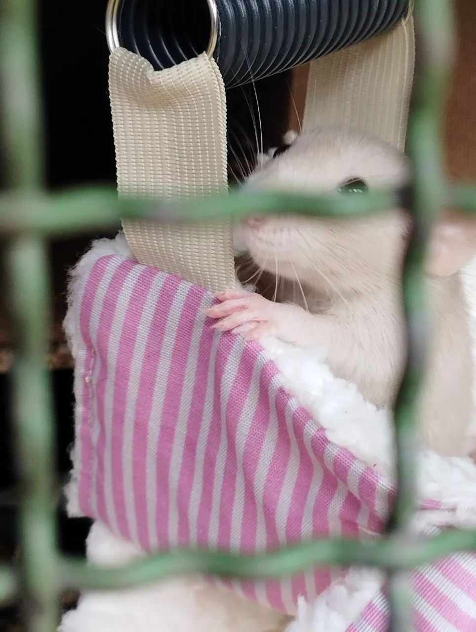 Ratinha rata Twister fêmea  - Foto 2