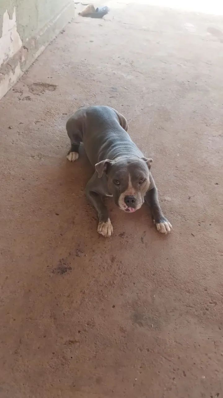 Doação  responsável.  Pitbul  - Foto 3