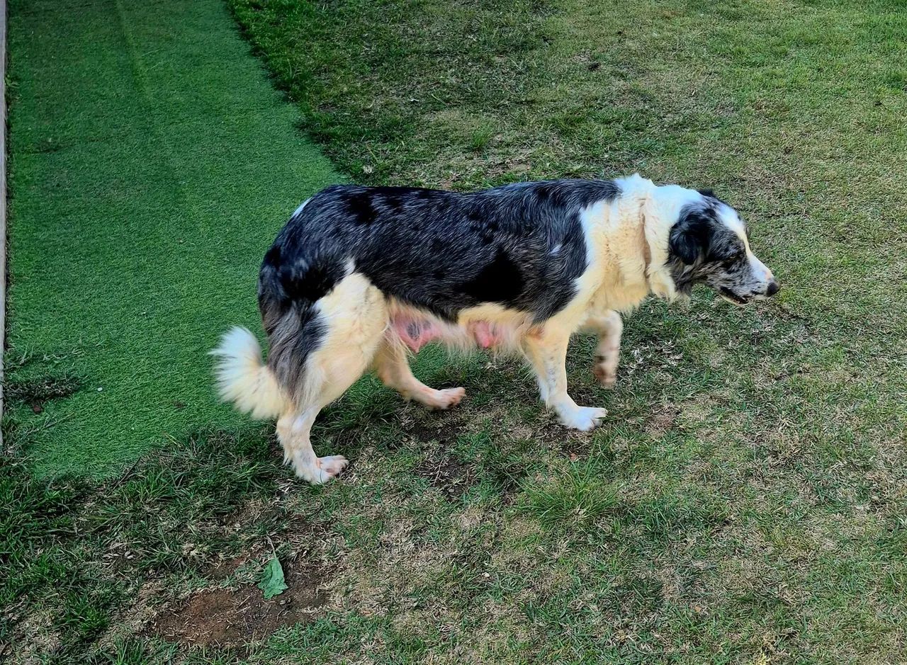 Borde collie macho - Foto 5