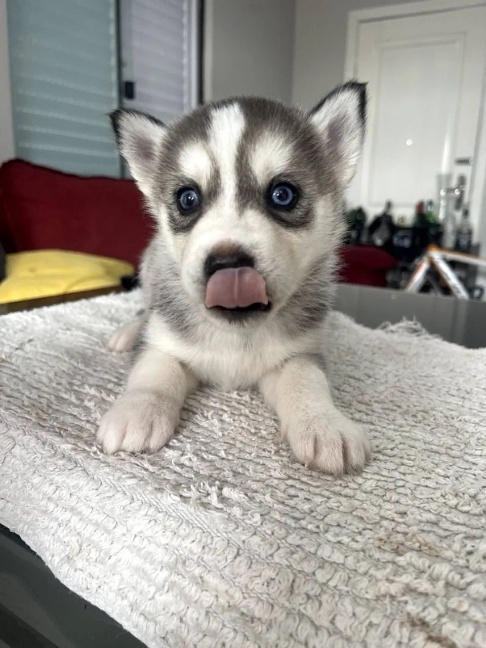 Husky siberiano - Foto 4